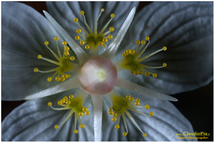 parnassia palustris, fiori di montagna, fiori alpini in Alta Val d'Aveto